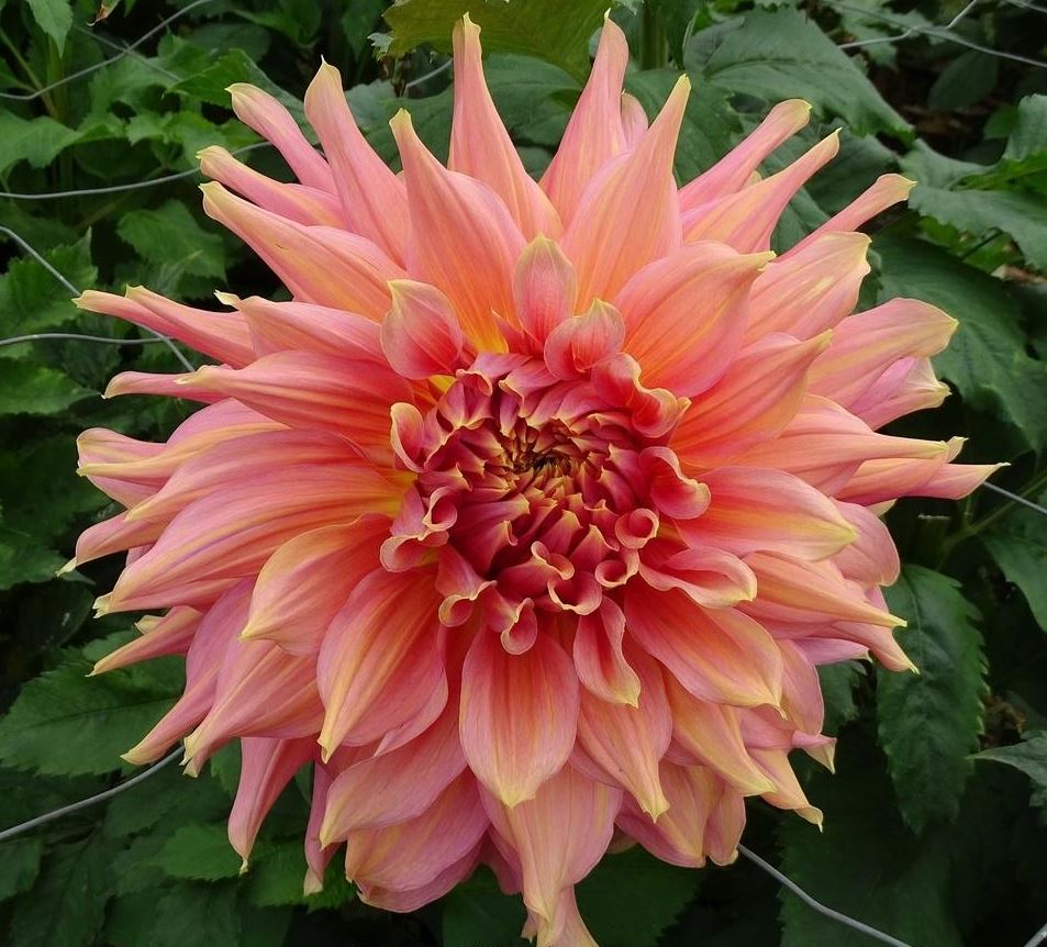 Dahlia Fairway Spur Tubers