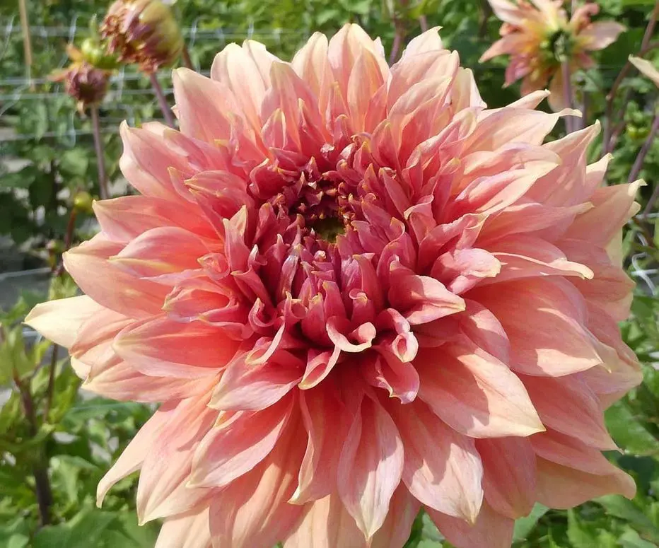 Dahlia Fairway Spur Tubers