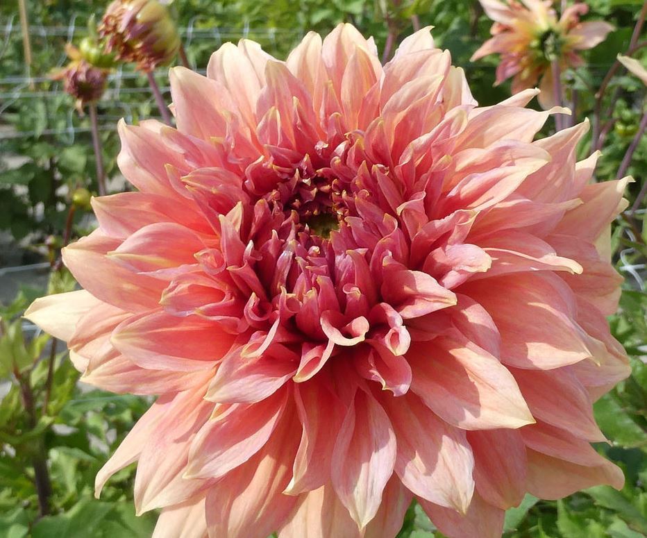 Dahlia Fairway Spur Tubers