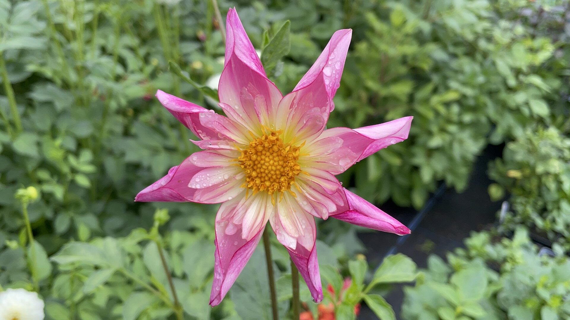 Dahlia Fancy Pants Tubers