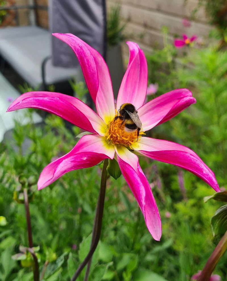 Dahlia Fancy Pants Tubers