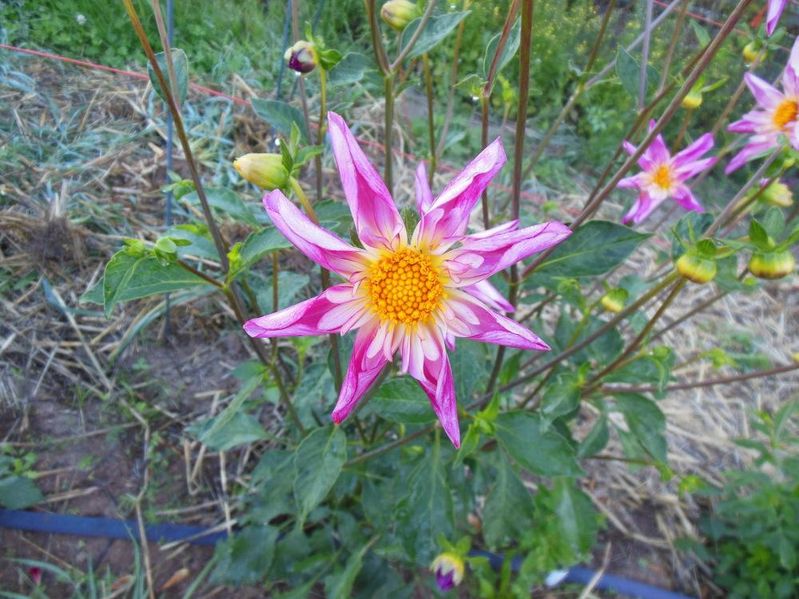 Dahlia Fancy Pants Tubers