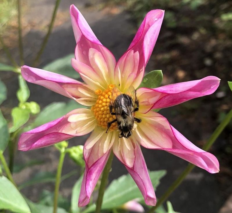 Dahlia Fancy Pants Tubers