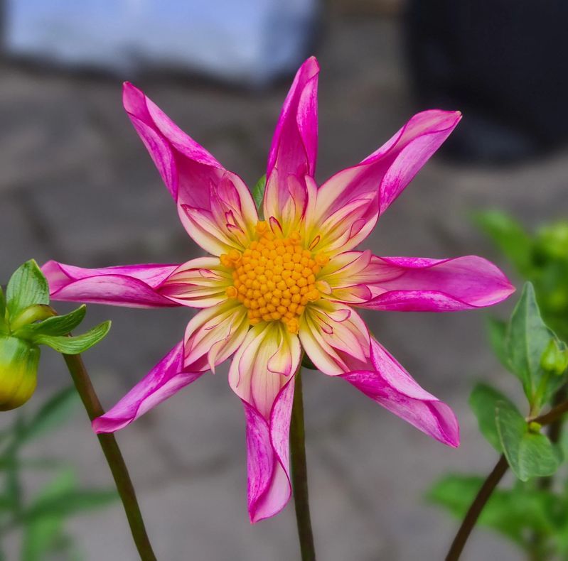 Dahlia Fancy Pants Tubers