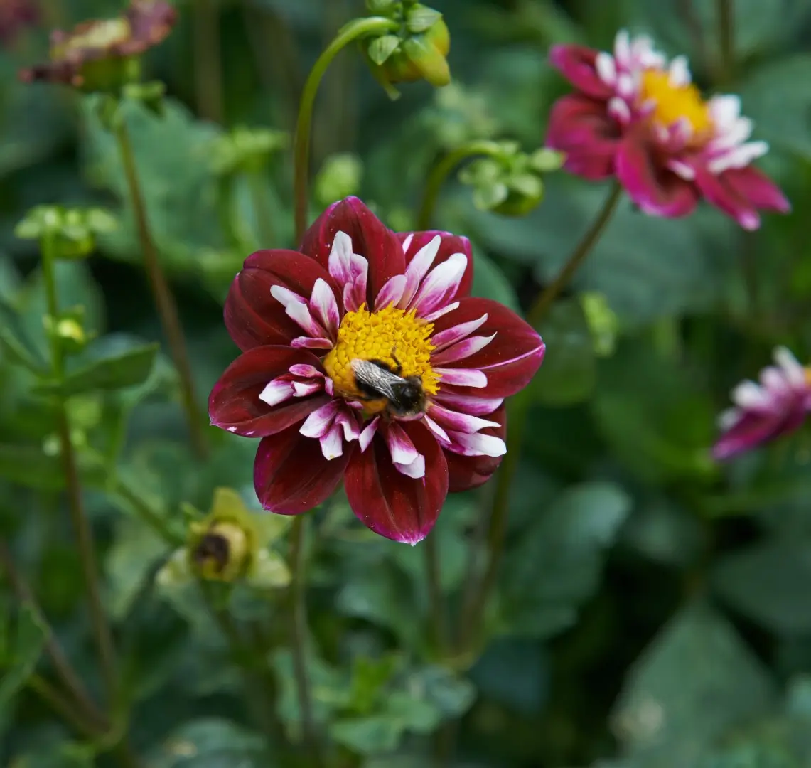 Dahlia Fantastico Tubers - Image 2