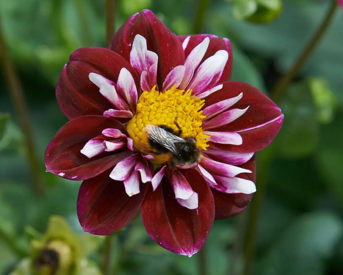 Dahlia Fantastico Tubers