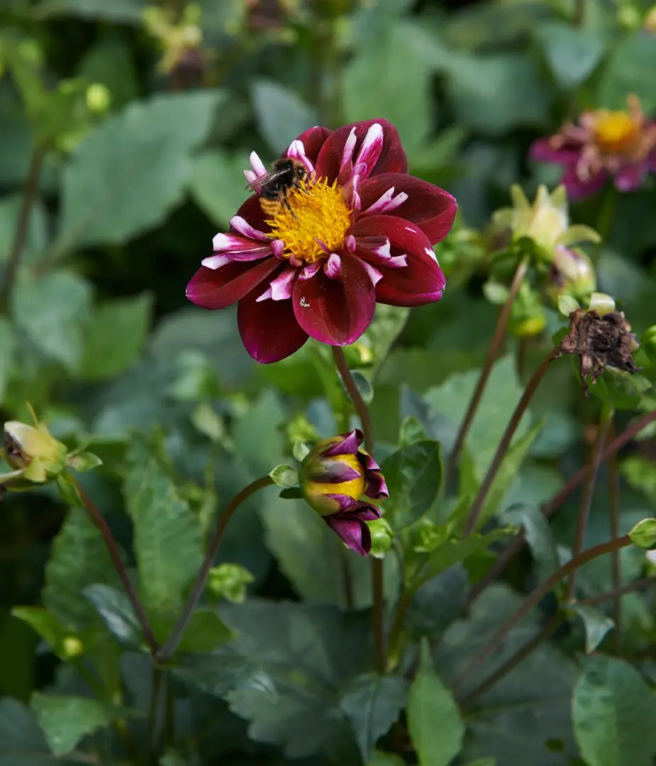 Dahlia Fantastico Tubers