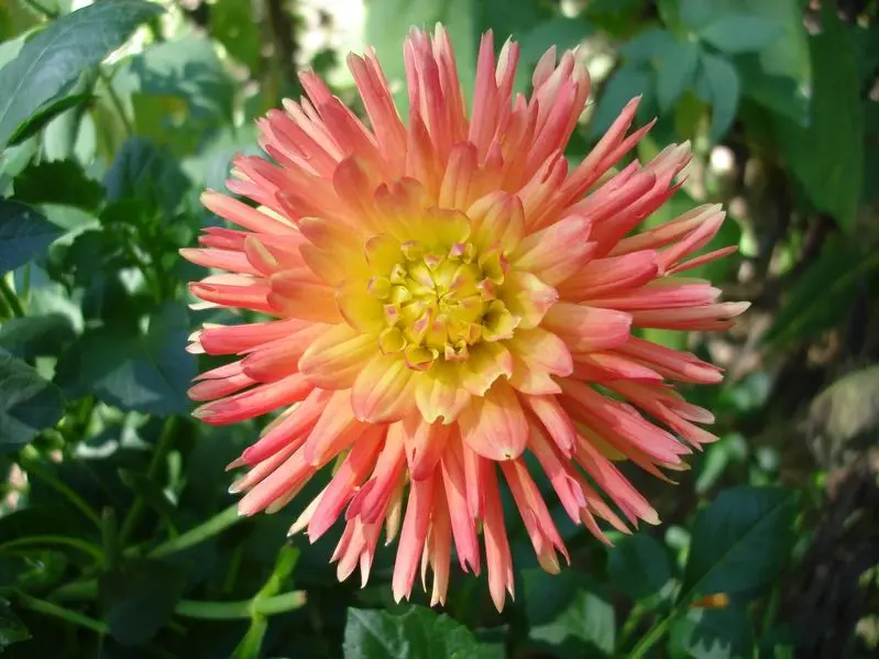 Dahlia Felida Solar Flare Tubers