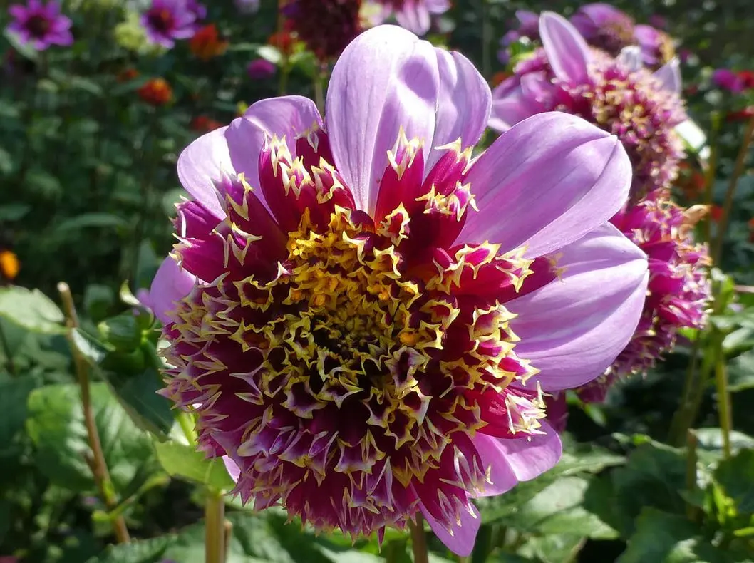 Dahlia Fenna Baaij Tubers