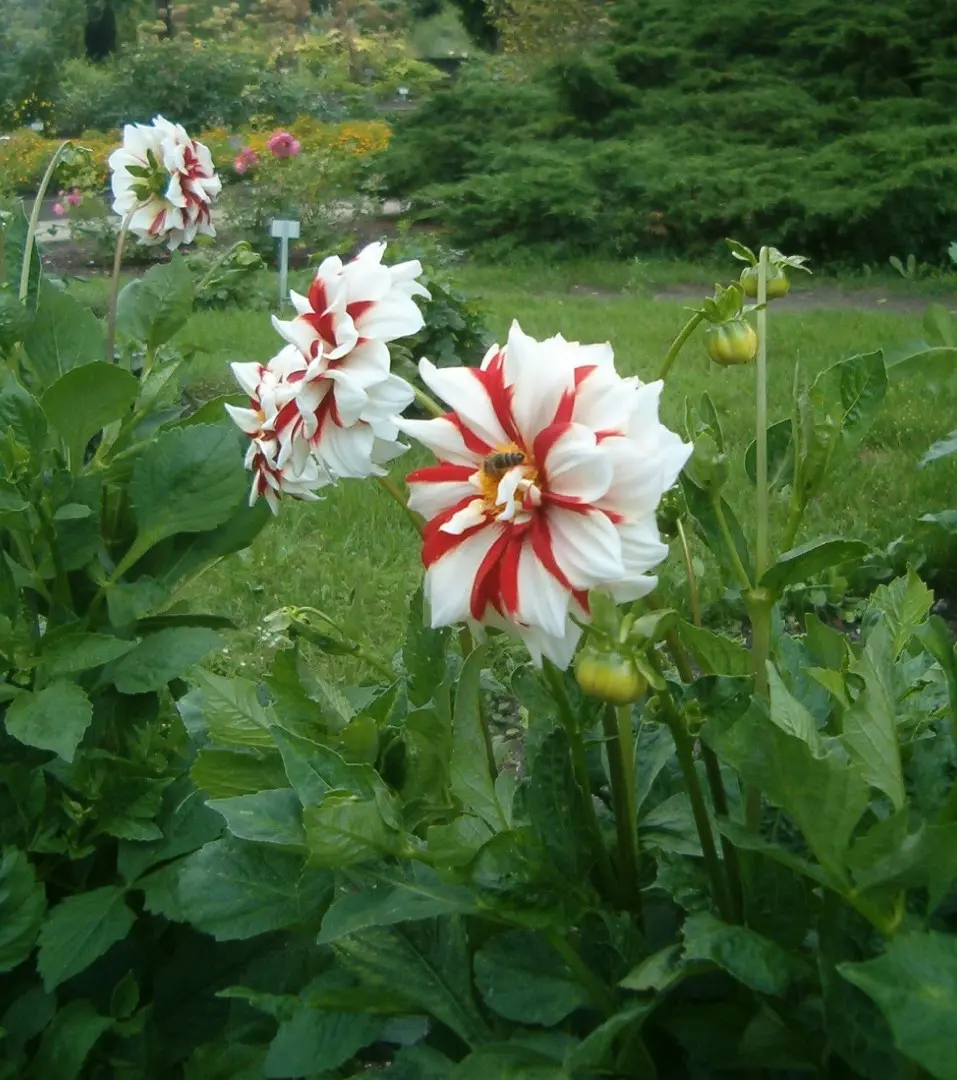 Dahlia Fire & Ice Tubers