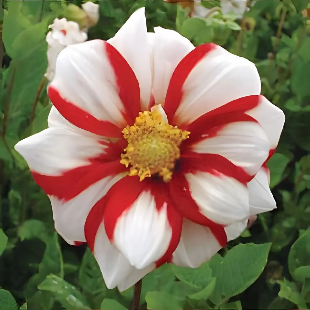 Dahlia Fire & Ice Tubers