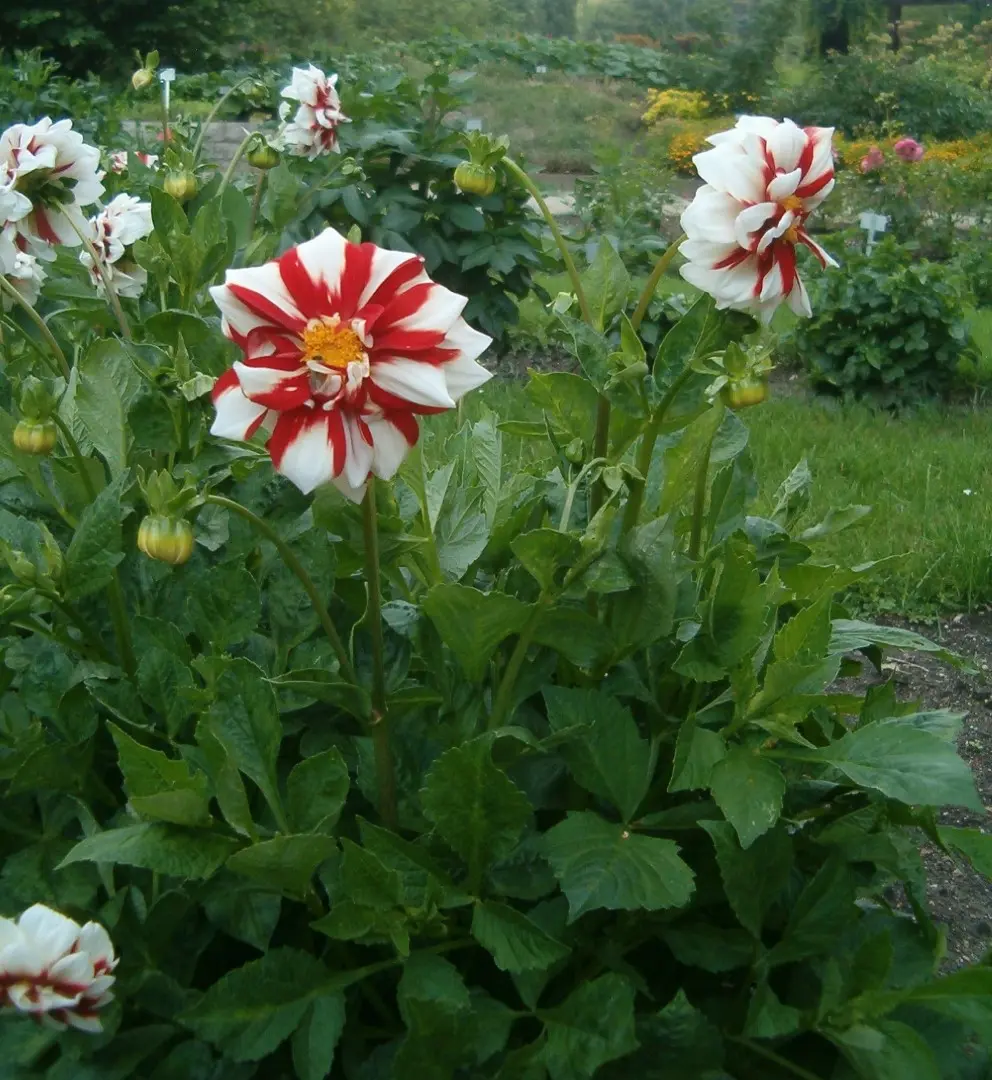 Dahlia Fire & Ice Tubers