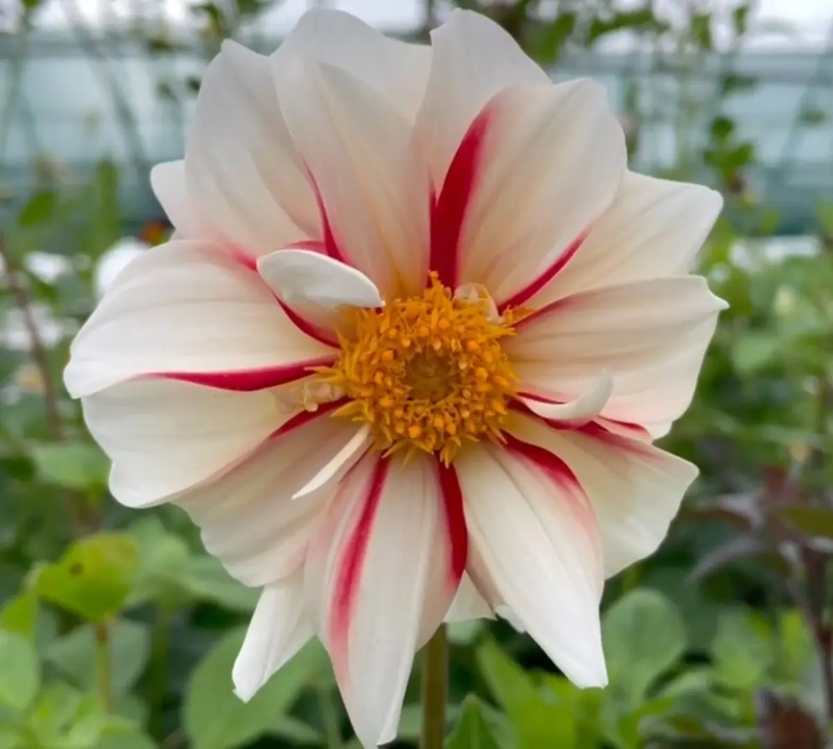 Dahlia Fire & Ice Tubers (2)