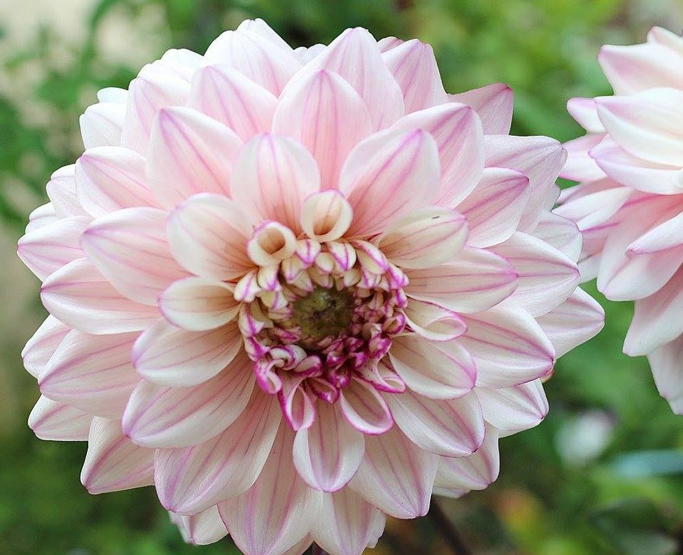 Dahlia Flashback Tubers