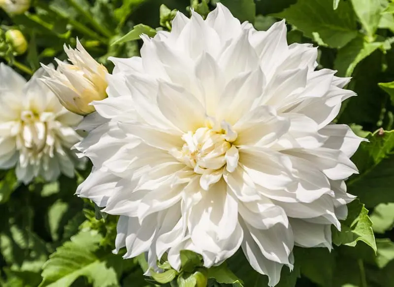 Dahlia Fleurel Tubers