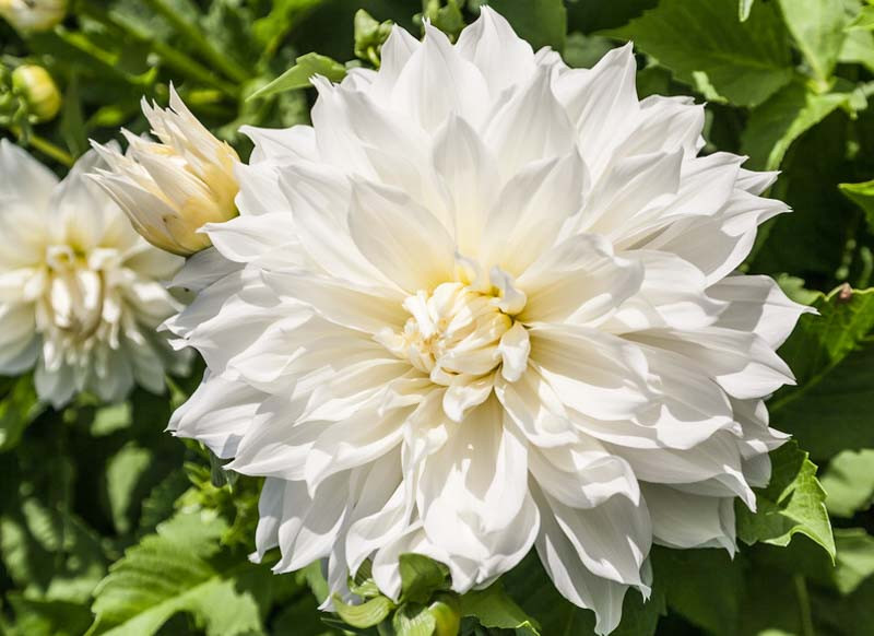 Dahlia Fleurel Tubers
