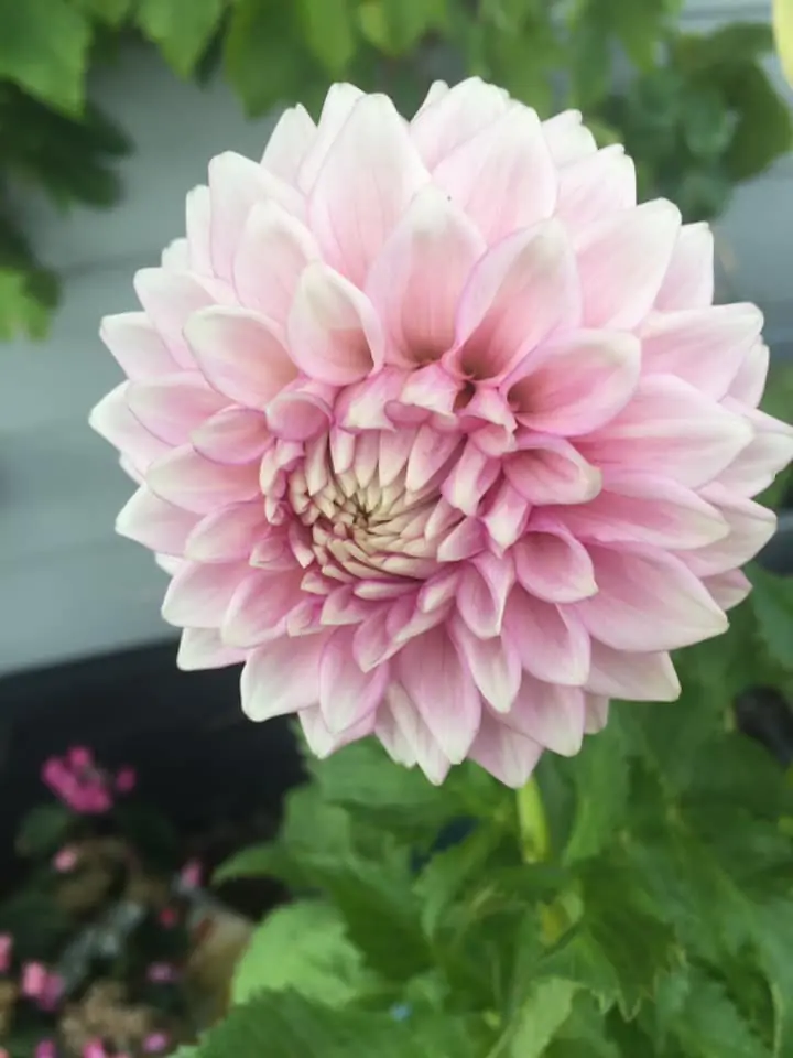 Dahlia Fluffles Tubers
