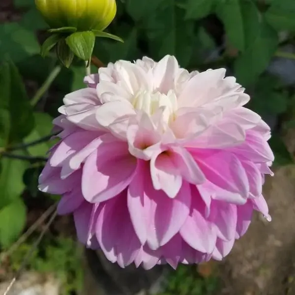 Dahlia Fluffles Tubers