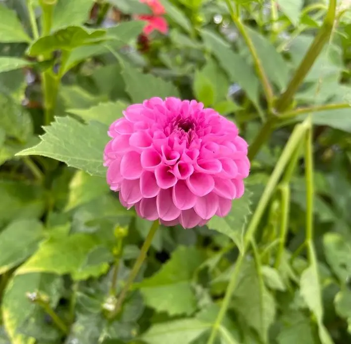 Dahlia Franz Kafka Tubers - Image 4