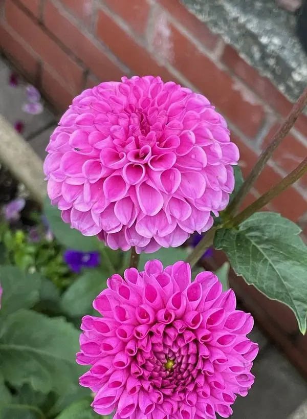 Dahlia Franz Kafka Tubers