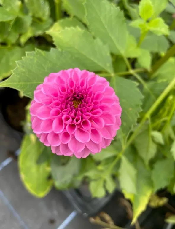 Dahlia Franz Kafka Tubers - Image 2