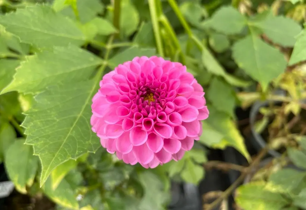 Dahlia Franz Kafka Tubers - Image 3