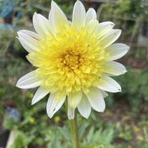 Dahlia Freya's Paso Doble Tubers