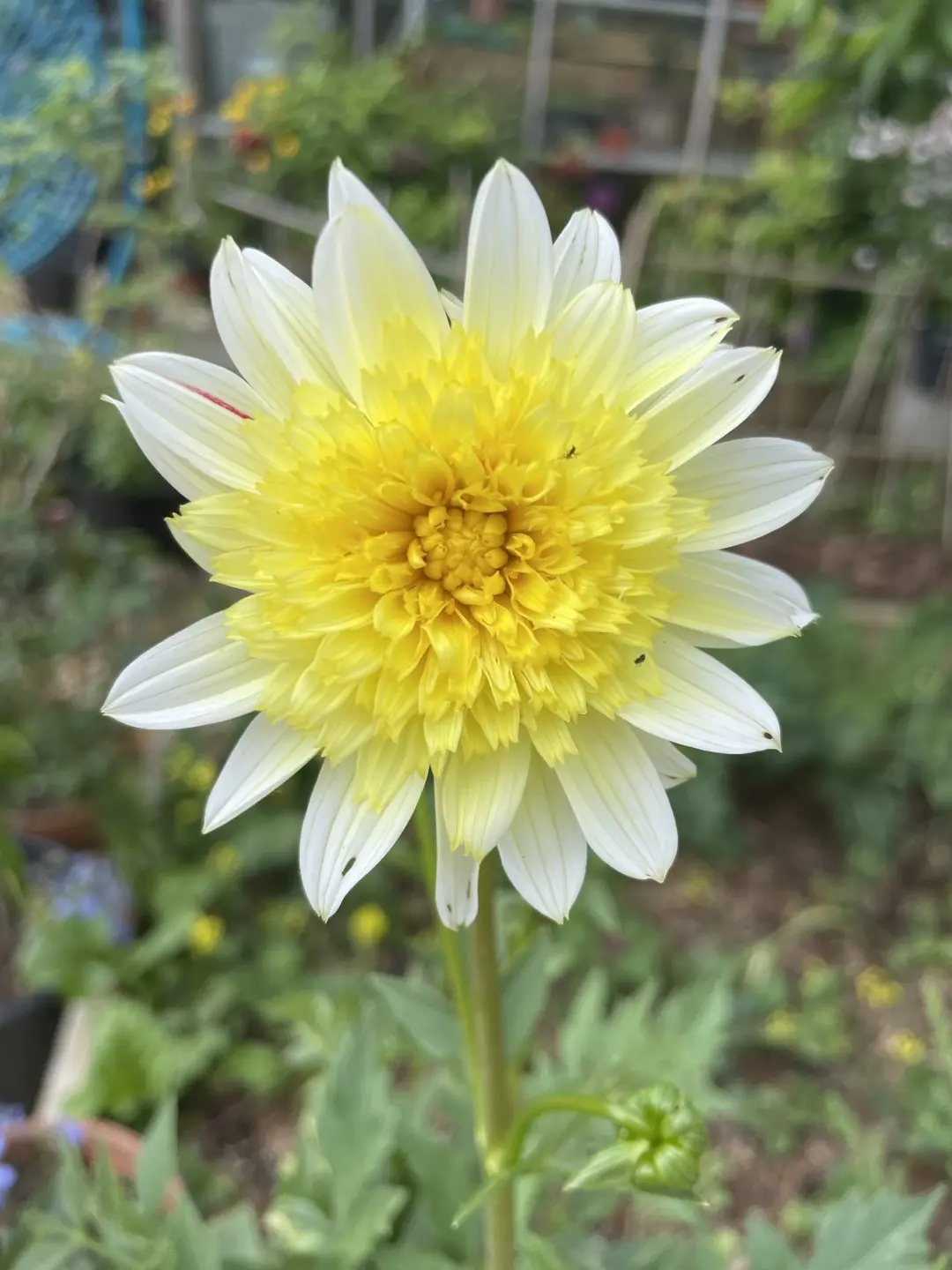 Dahlia Freya's Paso Doble Tubers