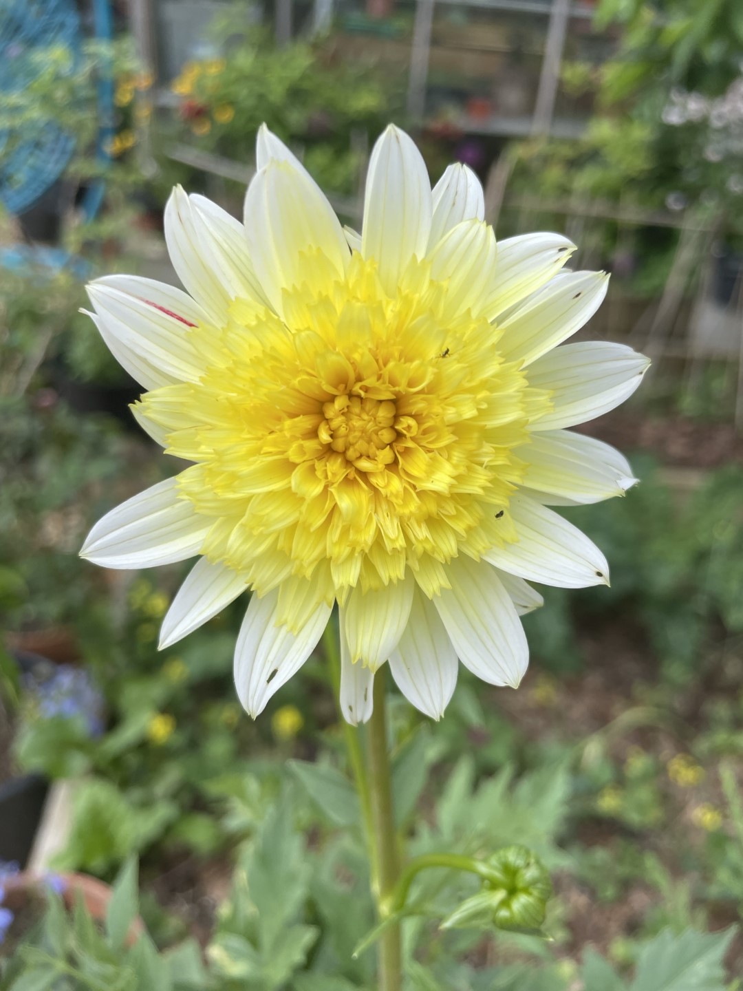Dahlia Freya's Paso Doble Tubers