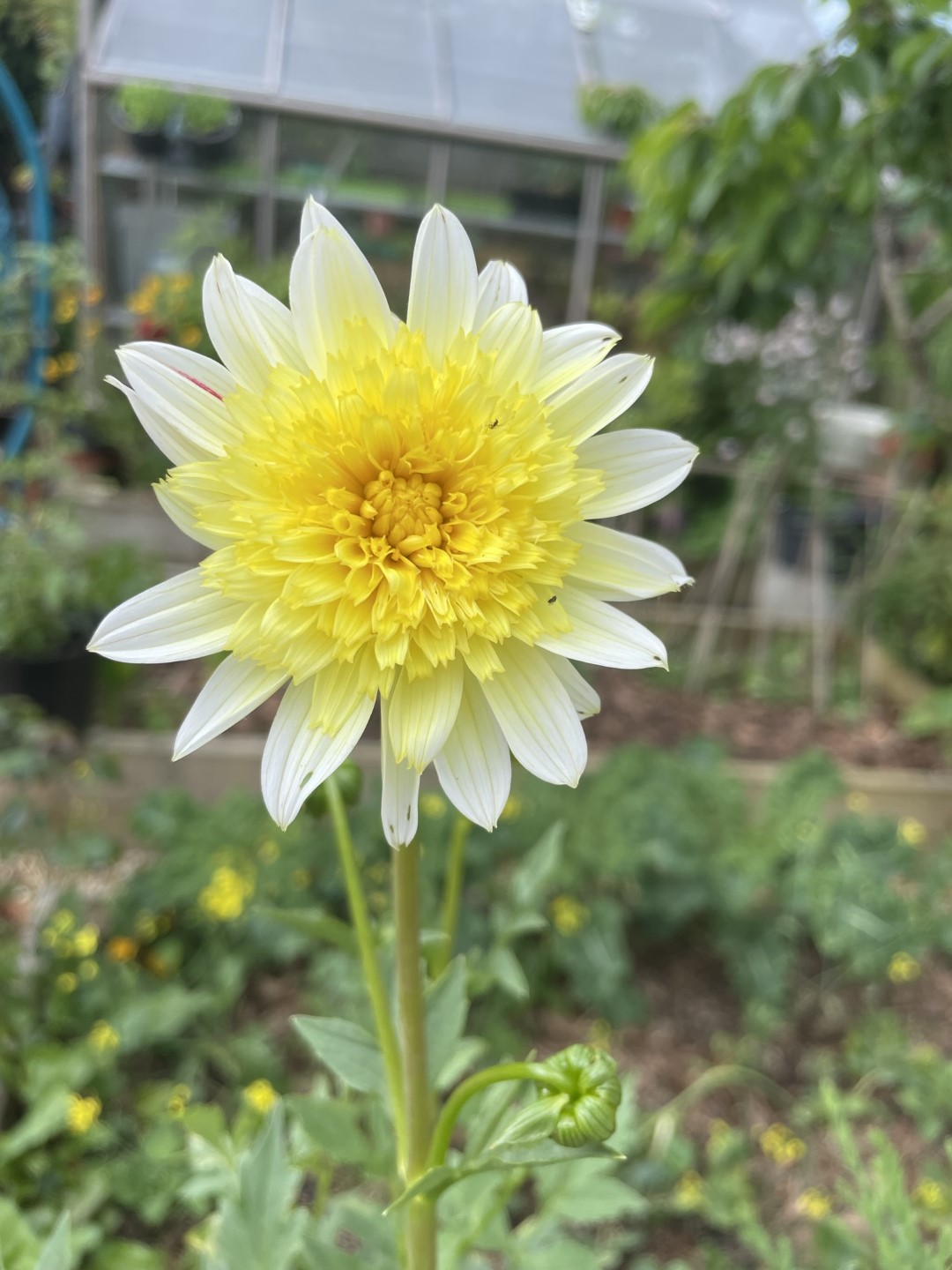 Dahlia Freya's Paso Doble Tubers