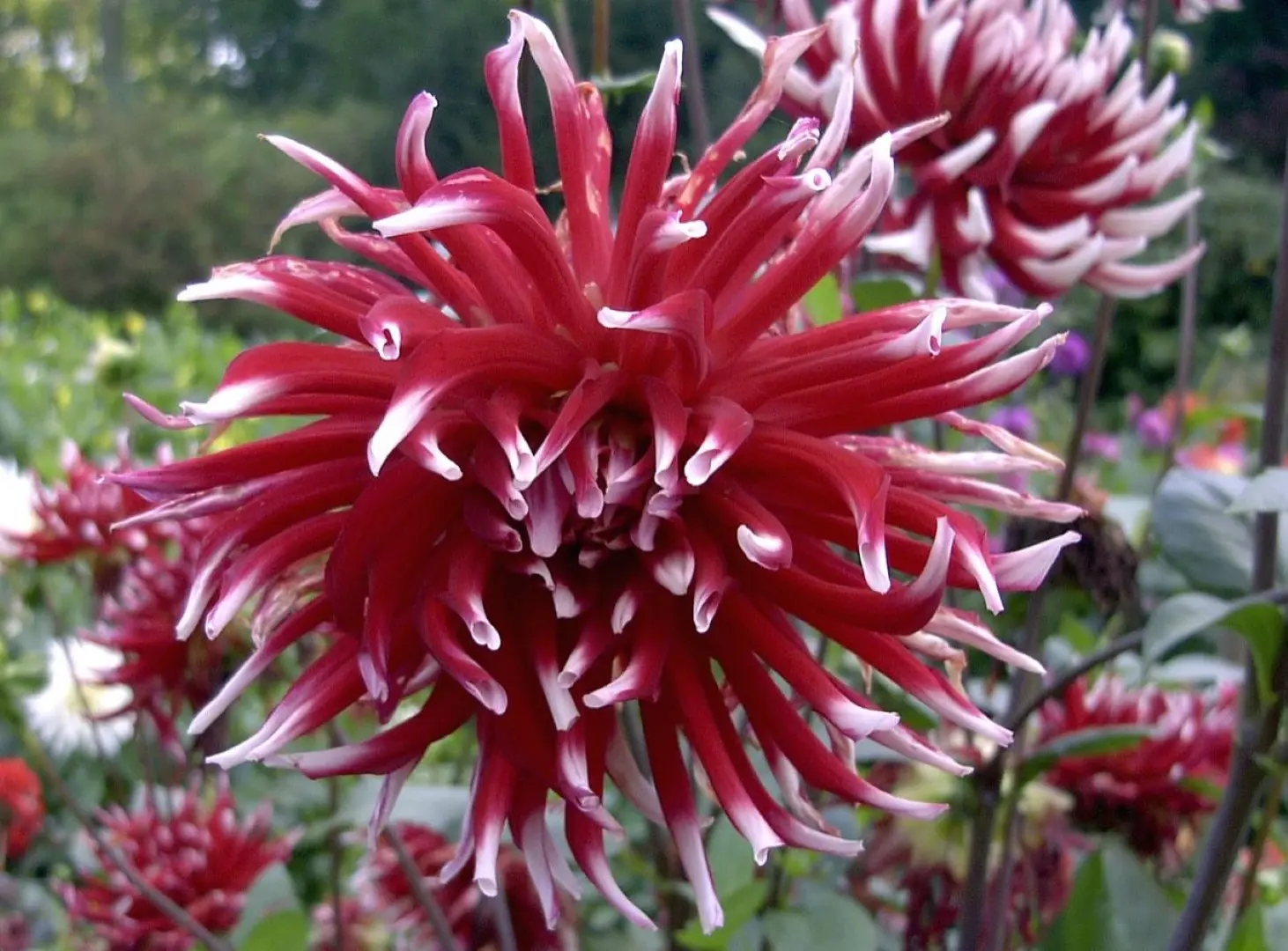 Dahlia Friquolet Tubers