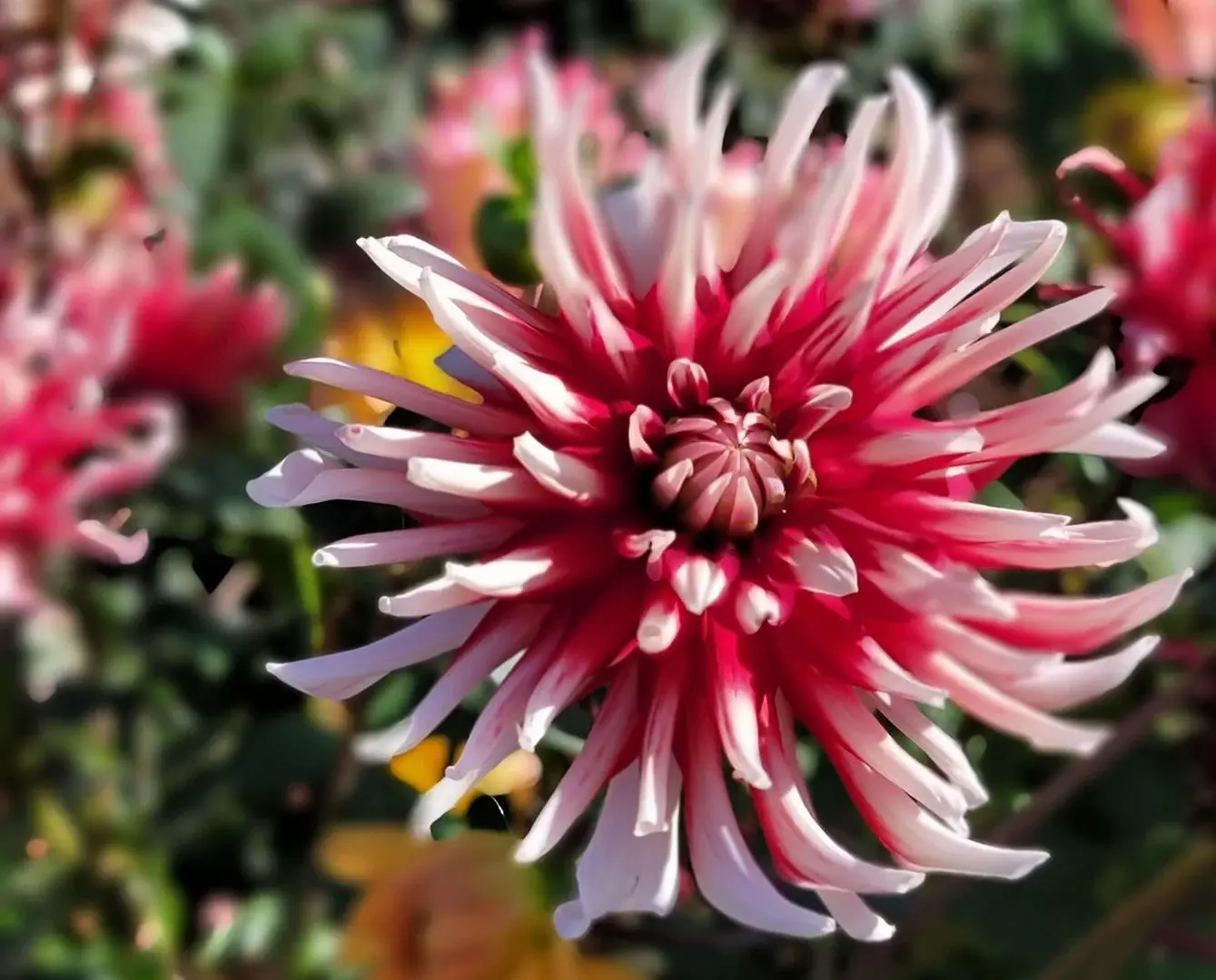 Dahlia Friquolet Tubers