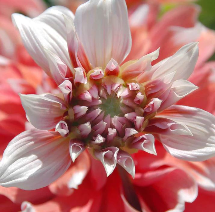 Dahlia Frost Nip Tubers