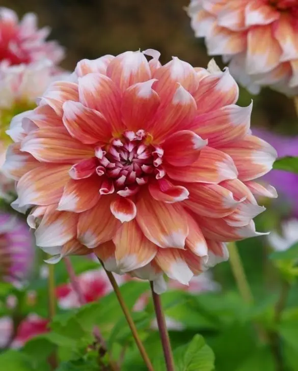 Dahlia Frost Nip Tubers