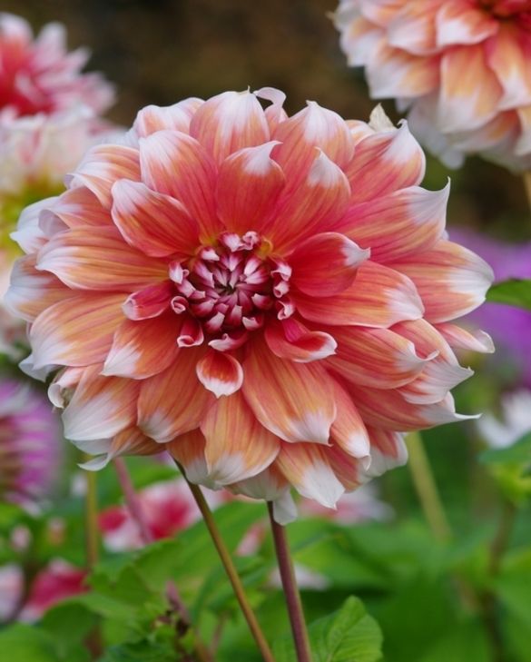 Dahlia Frost Nip Tubers