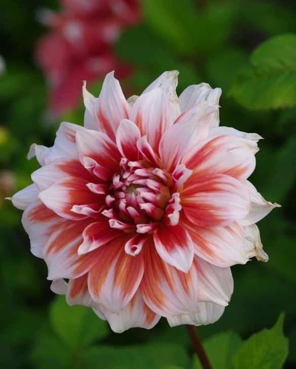 Dahlia Frost Nip Tubers