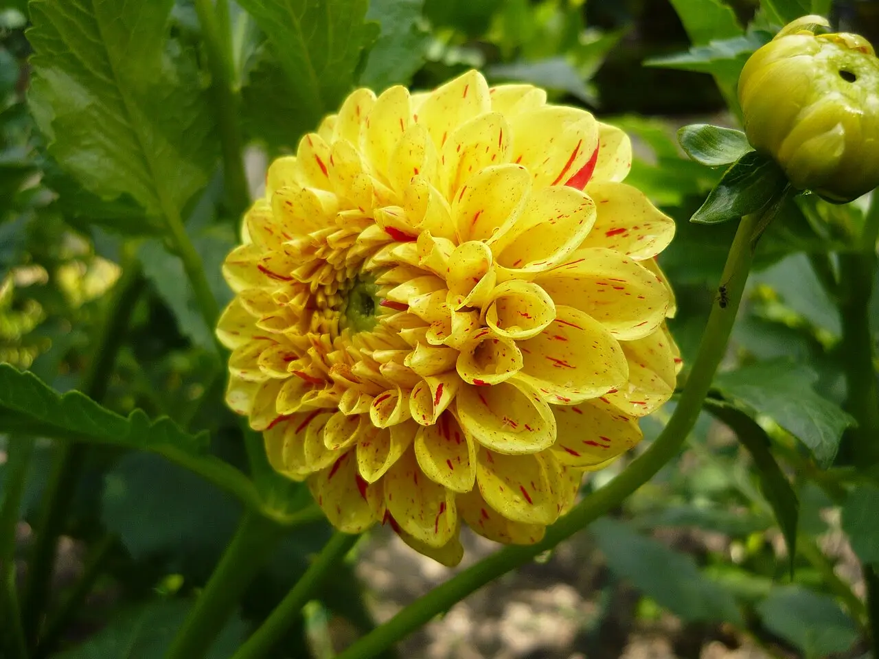 Dahlia Funny Face Tubers