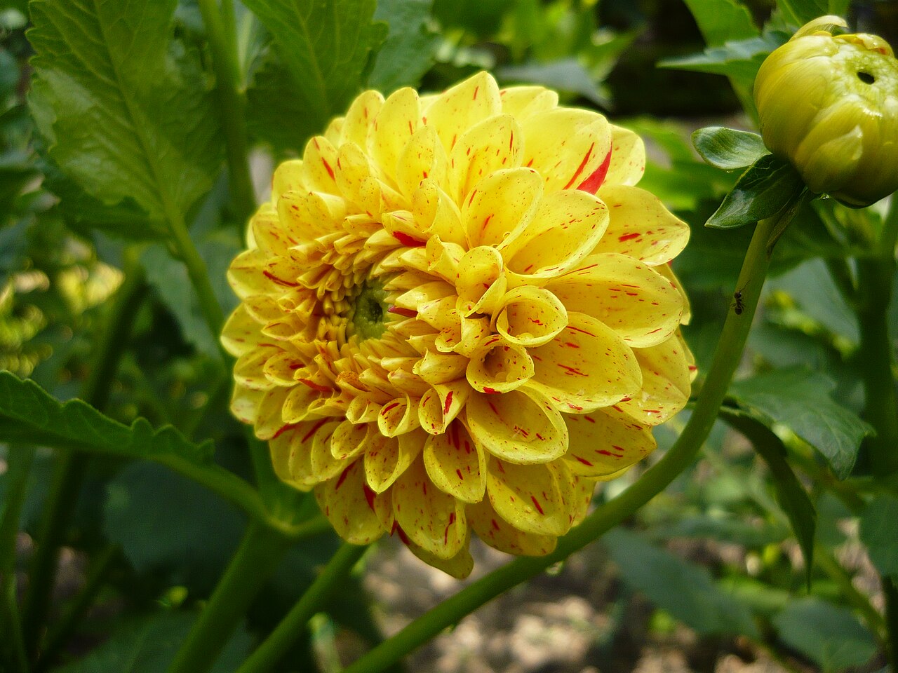 Dahlia Funny Face Tubers
