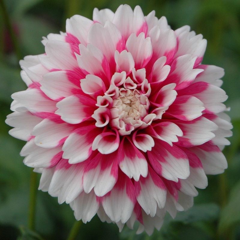 Dahlia Fuzzy Wuzzy Tubers