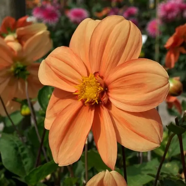 Dahlia G. F. Hemerik Tubers