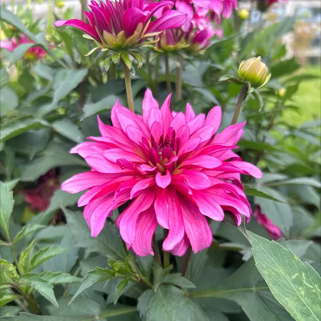 Dahlia Gallery Art Nouveau Tubers