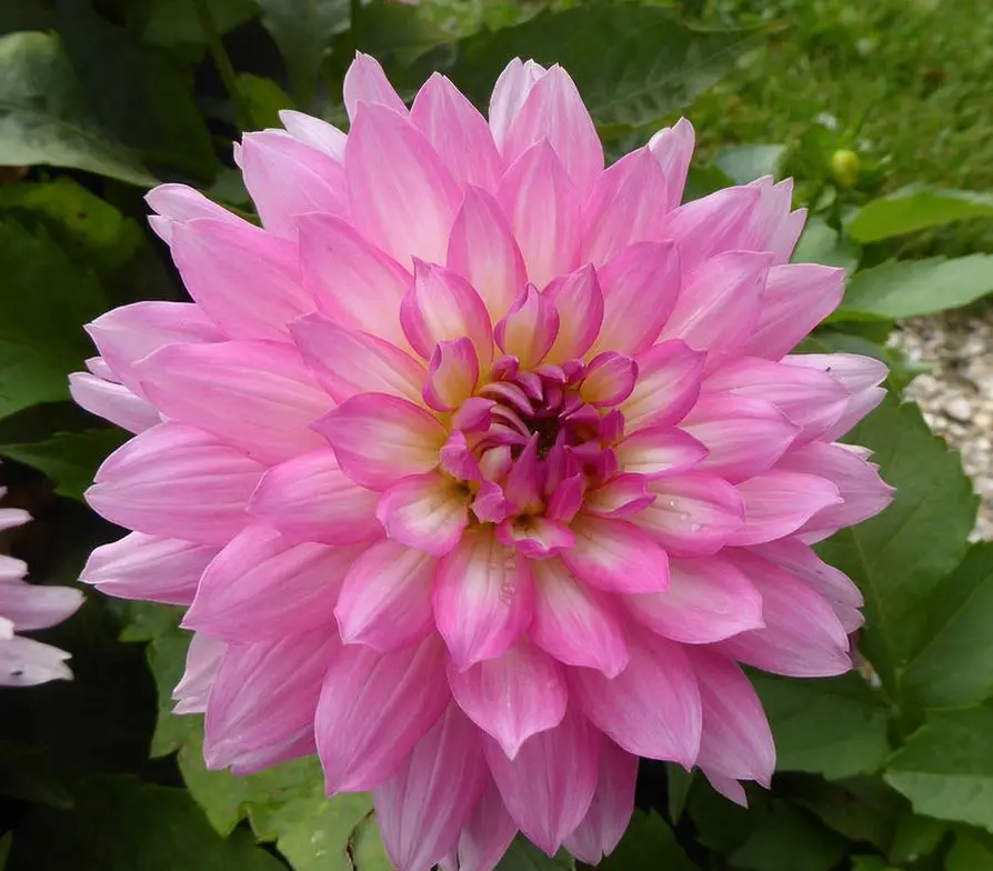 Dahlia Gallery Bellini Tubers