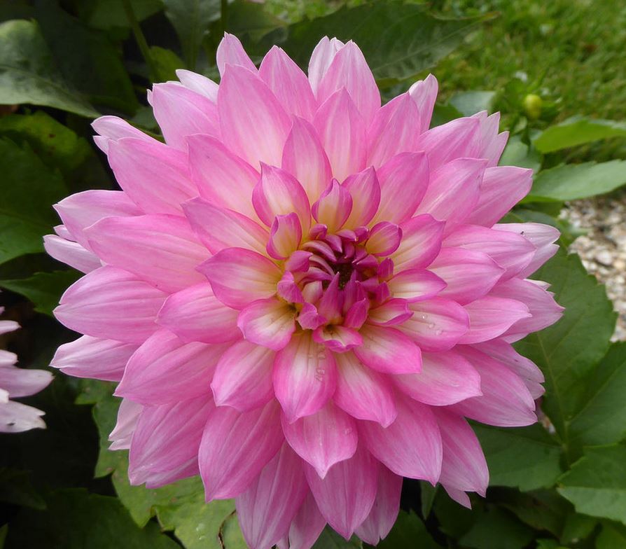 Dahlia Gallery Bellini Tubers