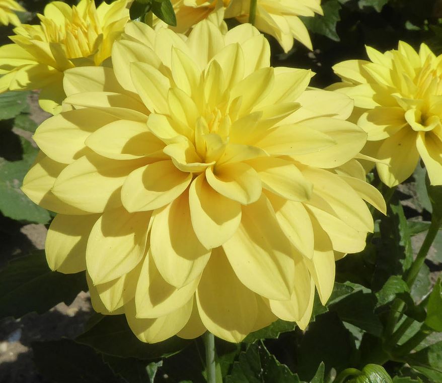 Dahlia Gallery Cezanne Tubers