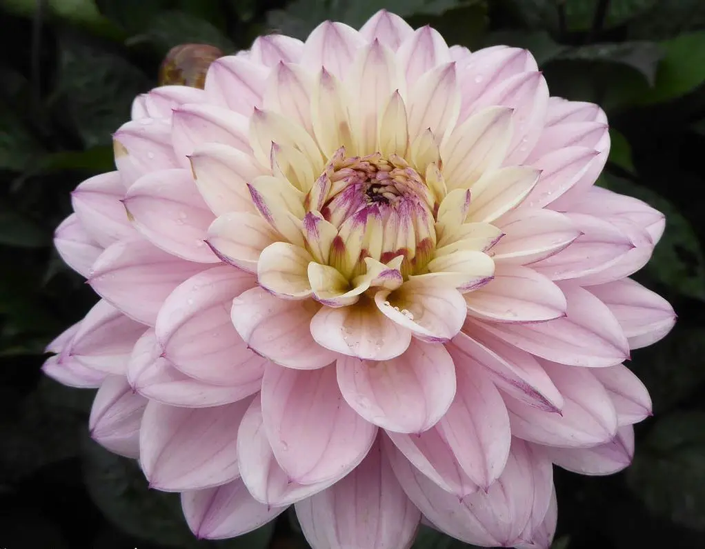 Dahlia Gallery La Tour Tubers