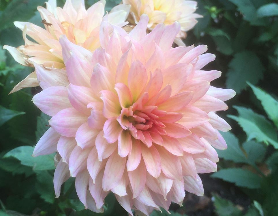 Dahlia Gallery Leonardo Tubers