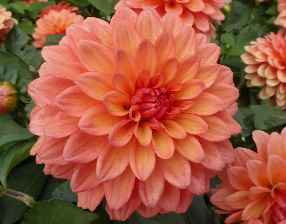 Dahlia Gallery Matisse Tubers