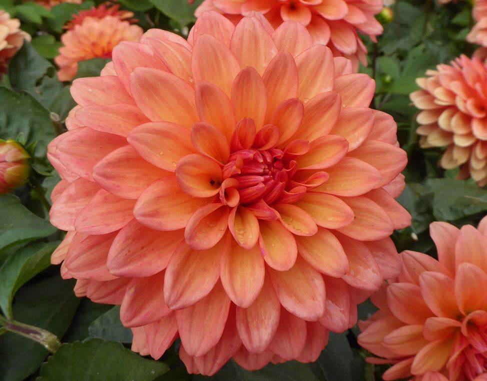 Dahlia Gallery Matisse Tubers