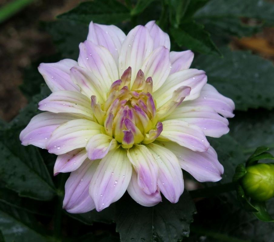 Dahlia Gallery Monet Tubers