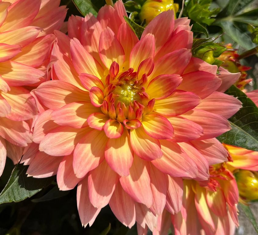 Dahlia Gallery Pablo Tubers